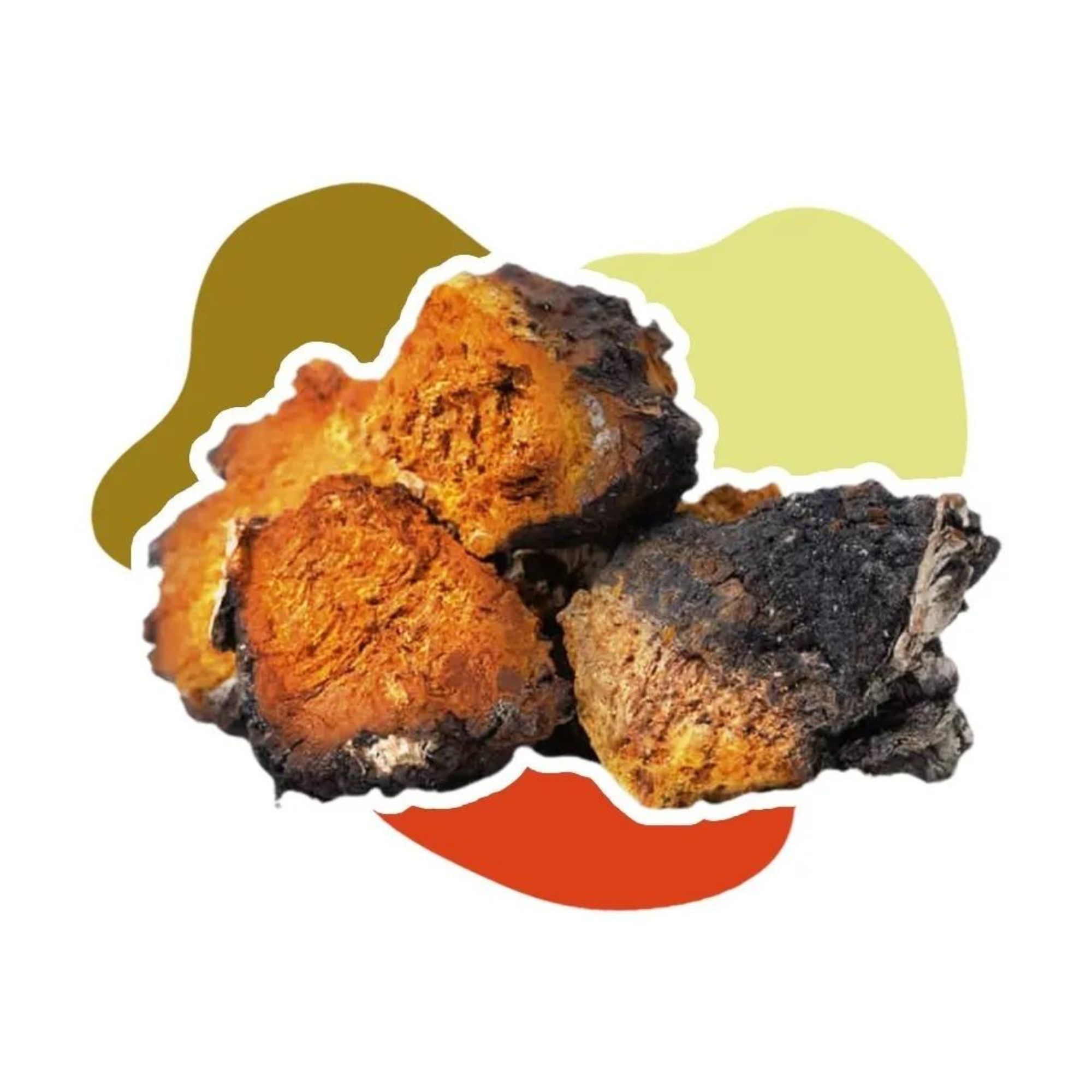 Hongo Adaptógeno Chaga Orgánico 100g Commons 