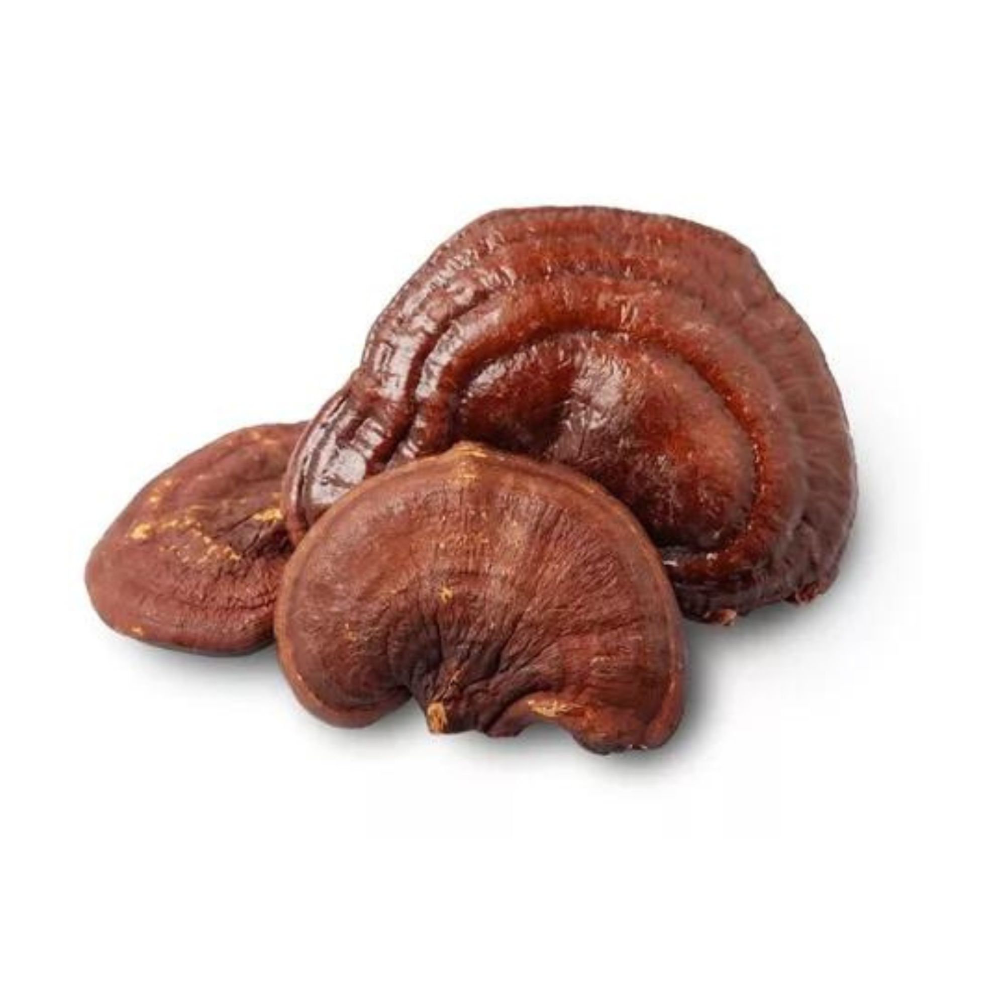 Hongo Adaptógeno Reishi 40g Commons Polvo 100% Orgánico