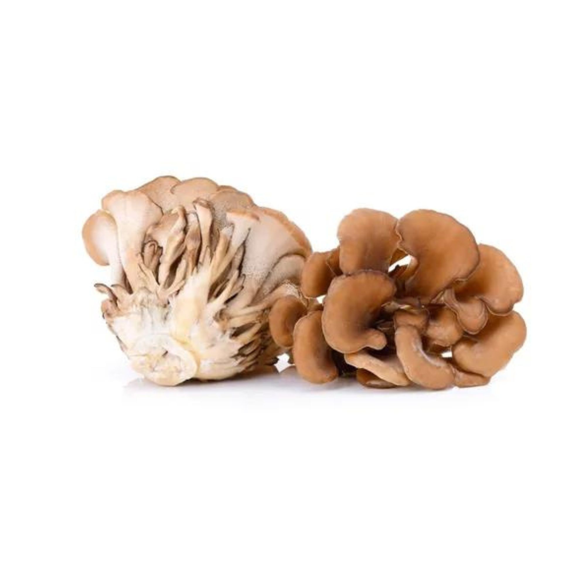 Hongo Adaptógeno Maitake 45g Commons Polvo 100% Orgánico