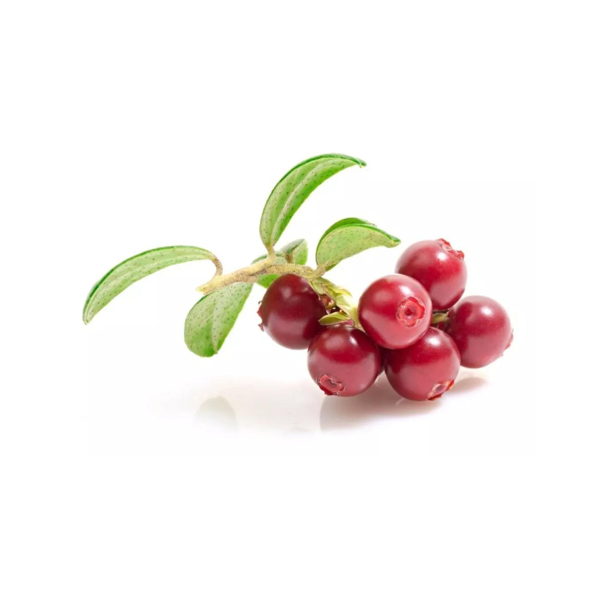 Schisandra Adaptógeno 50g Commons Polvo Berry 100% Orgánico