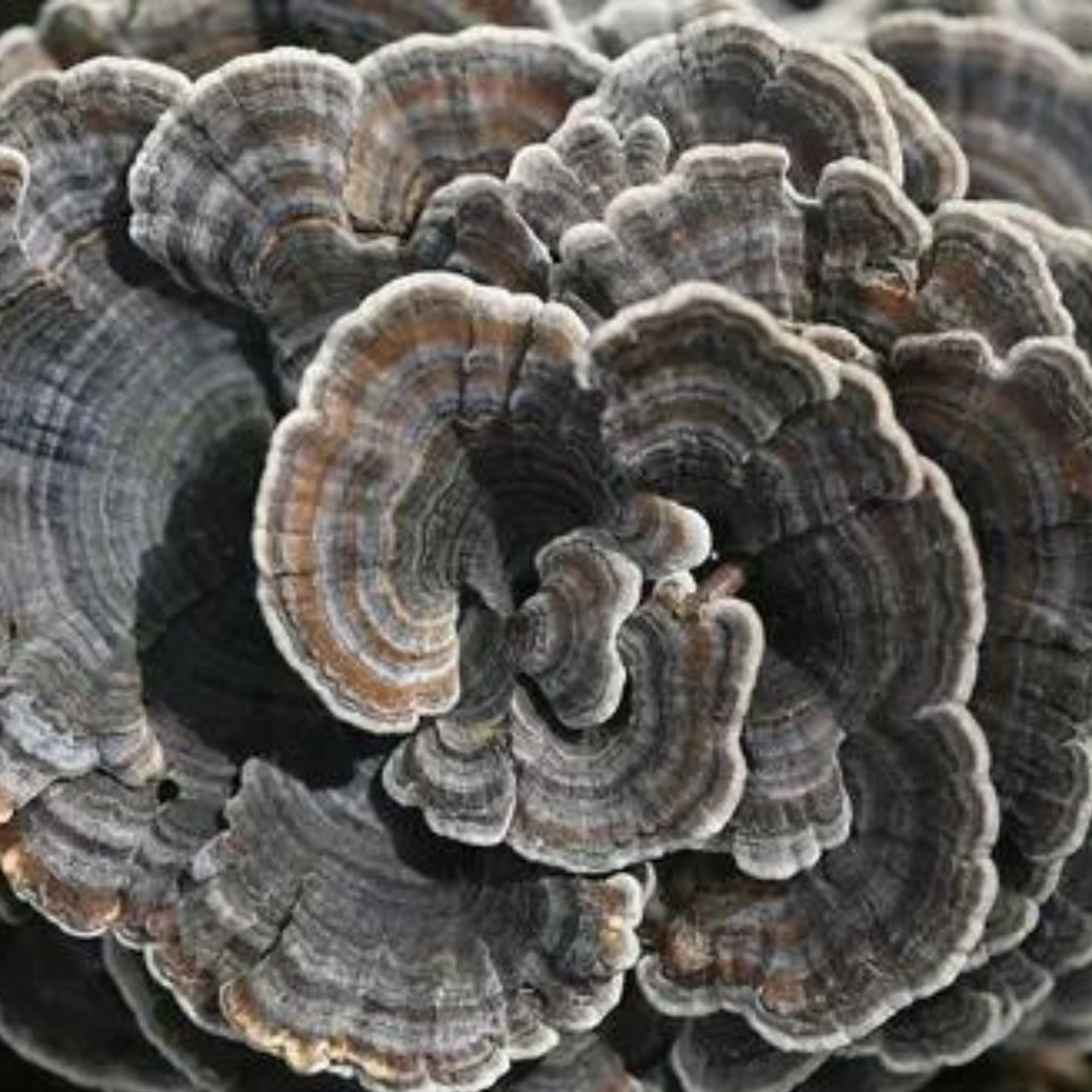 Hongo Adaptógeno Turkey Tail Cola De Pavo 40g Commons