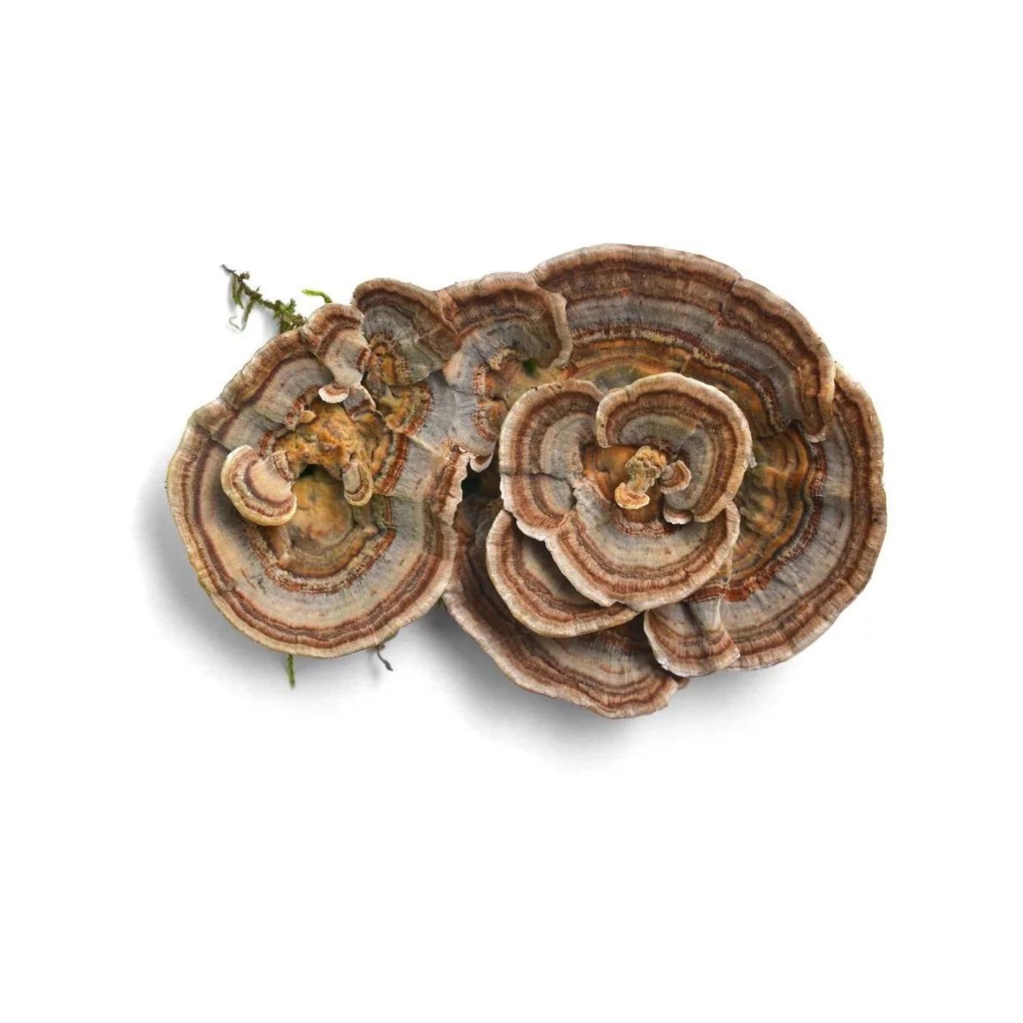 Hongo Adaptógeno Turkey Tail Cola De Pavo 40g Commons