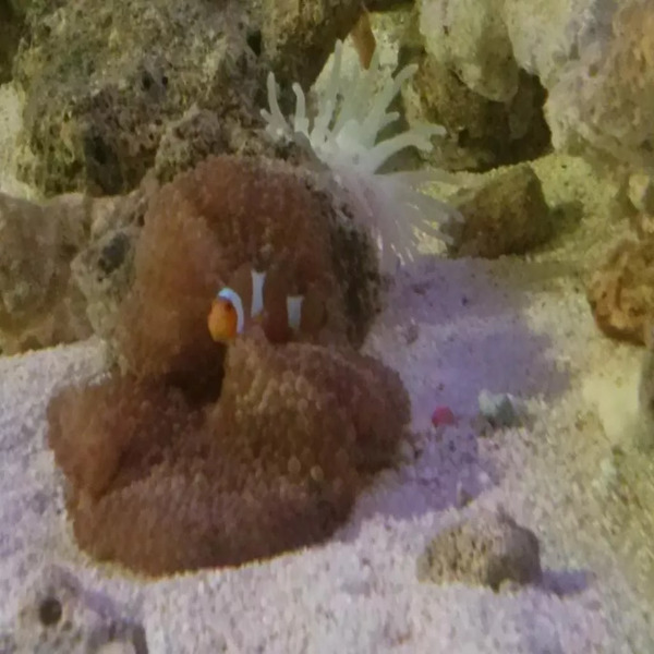 Pecera 1.20x40x 50 240 Litros Vidrio Acuario Marino O Dulce.