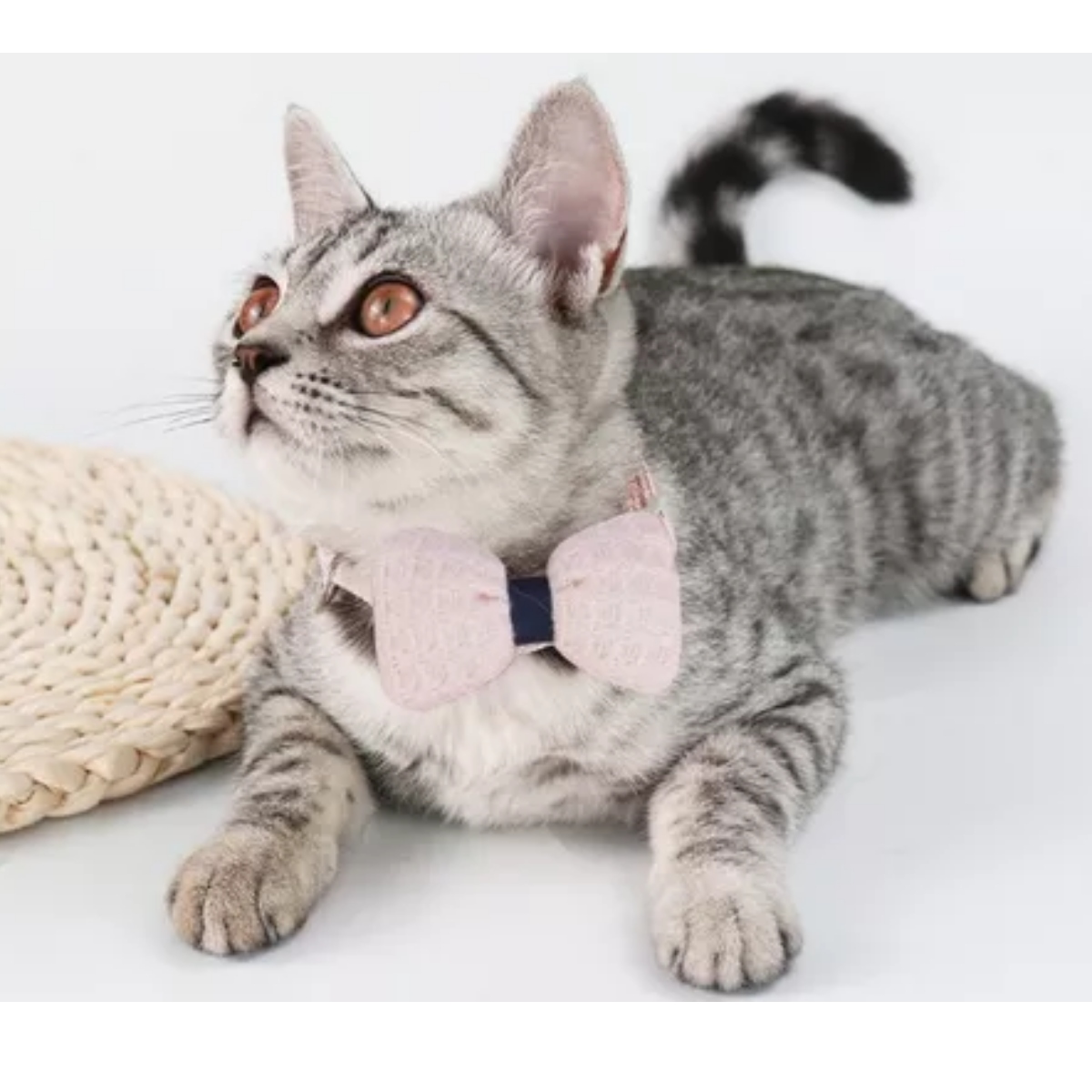 Collar Con Moño Para Gato Y Razas Pequeñas