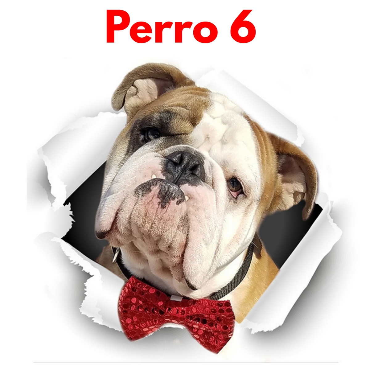 Stikers De Perros Divertidos Para Hogar Y Vehículos