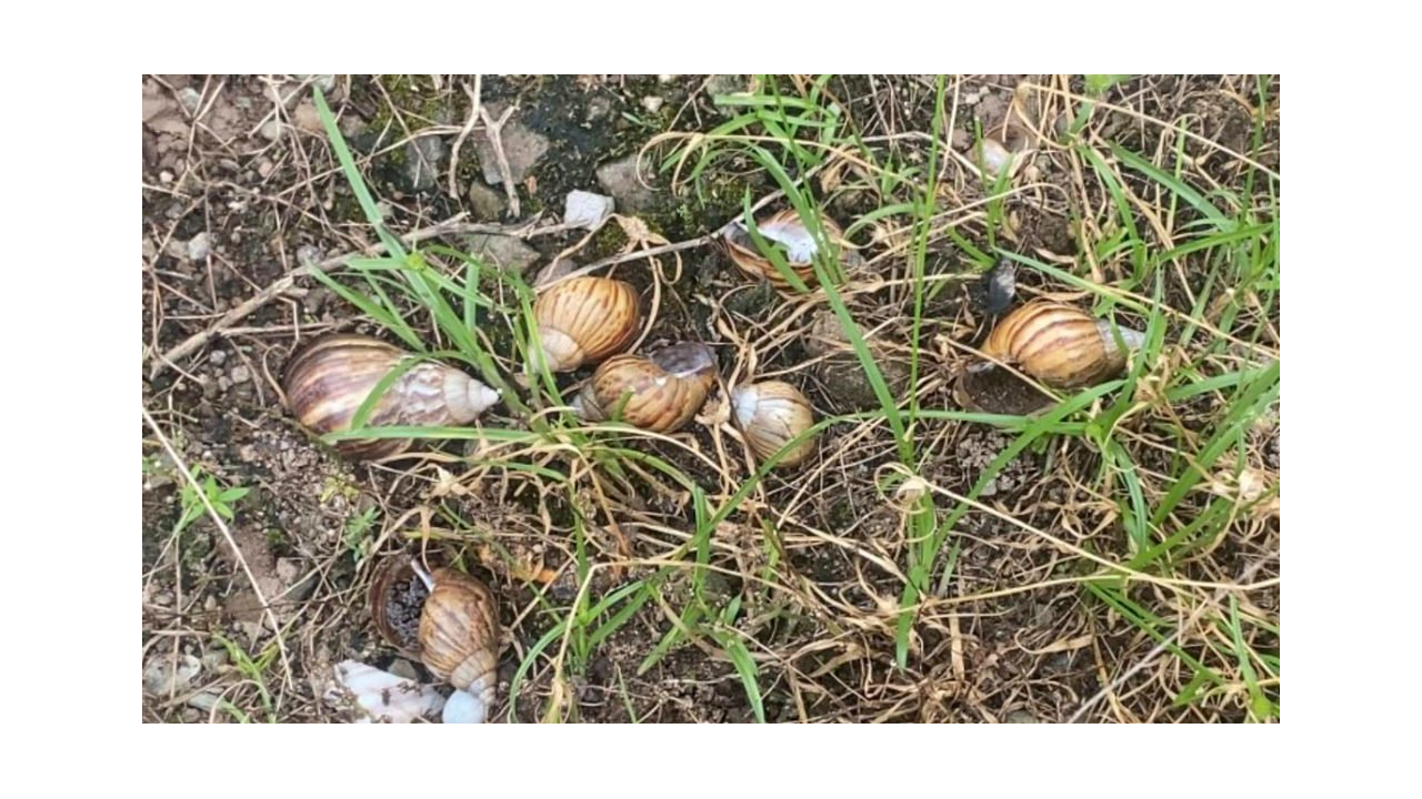 Tappso 454 Gr Molusquicida Pellets Mata Caracoles Y Babosas