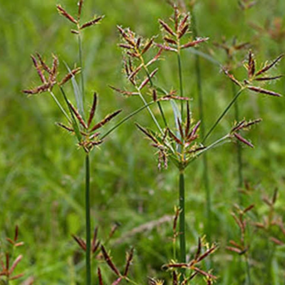 Sempra 6gr Herbicida Selectivo P/coquillo