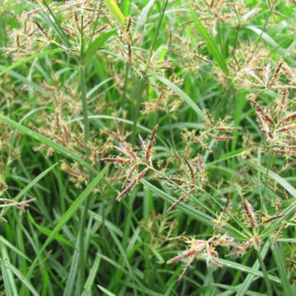 Sempra 6gr Herbicida Selectivo P/coquillo