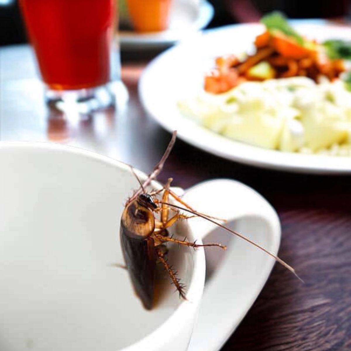 Ácido Bórico 800g Insecticida Seguro De Usar Mata Cucarachas