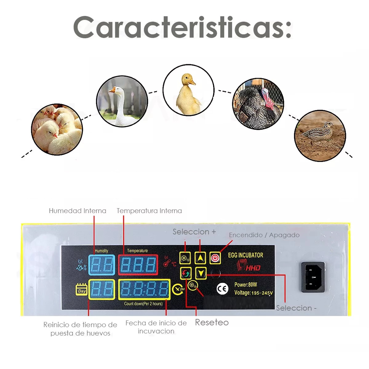 Incubadora 48 Huevos Pollos Y Aves Con Giro Automatico Hhd