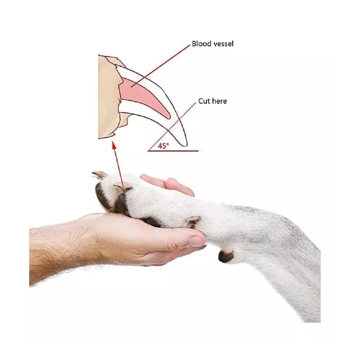 Kit Corta Uñas Para Perro O Gato Mascota Chico Grande + Lima