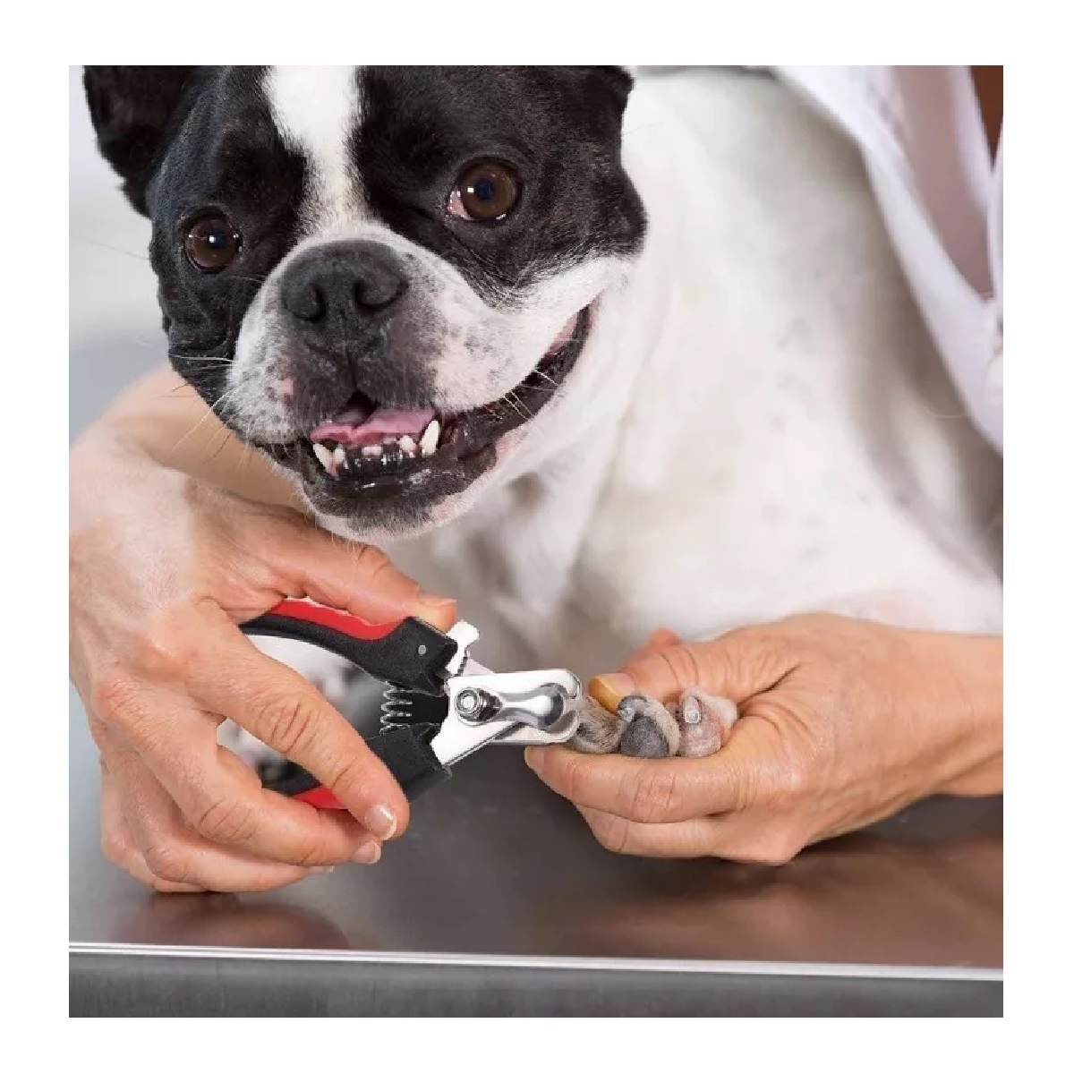 Kit Corta Uñas Para Perro O Gato Mascota Chico Grande + Lima