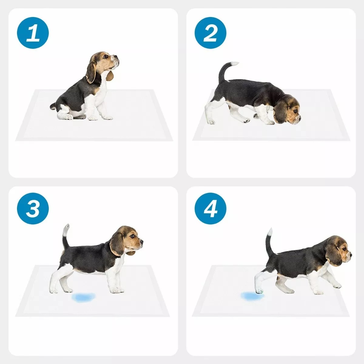 Set Pañal Almohadillas De Entrenamiento Para Perros Y Gatos 50pz