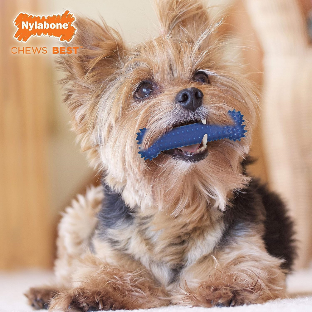 JUGUETE NYLABONE MODERATE DENTAL CHEW