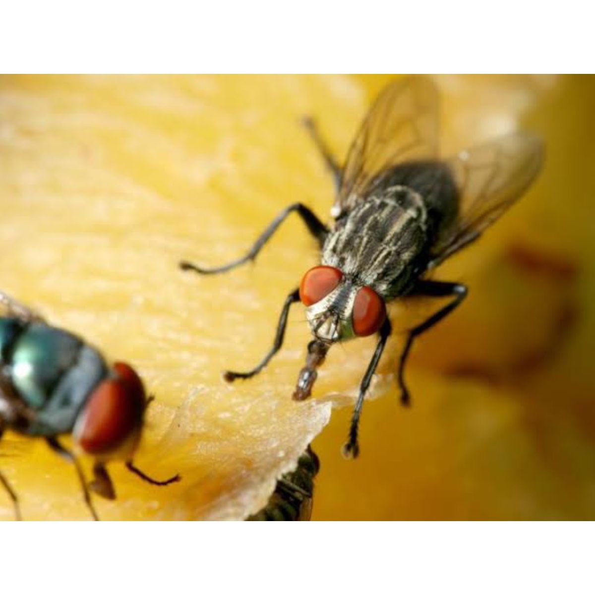 Dagger 100 Gr Granulado Insecticida Mata Moscas