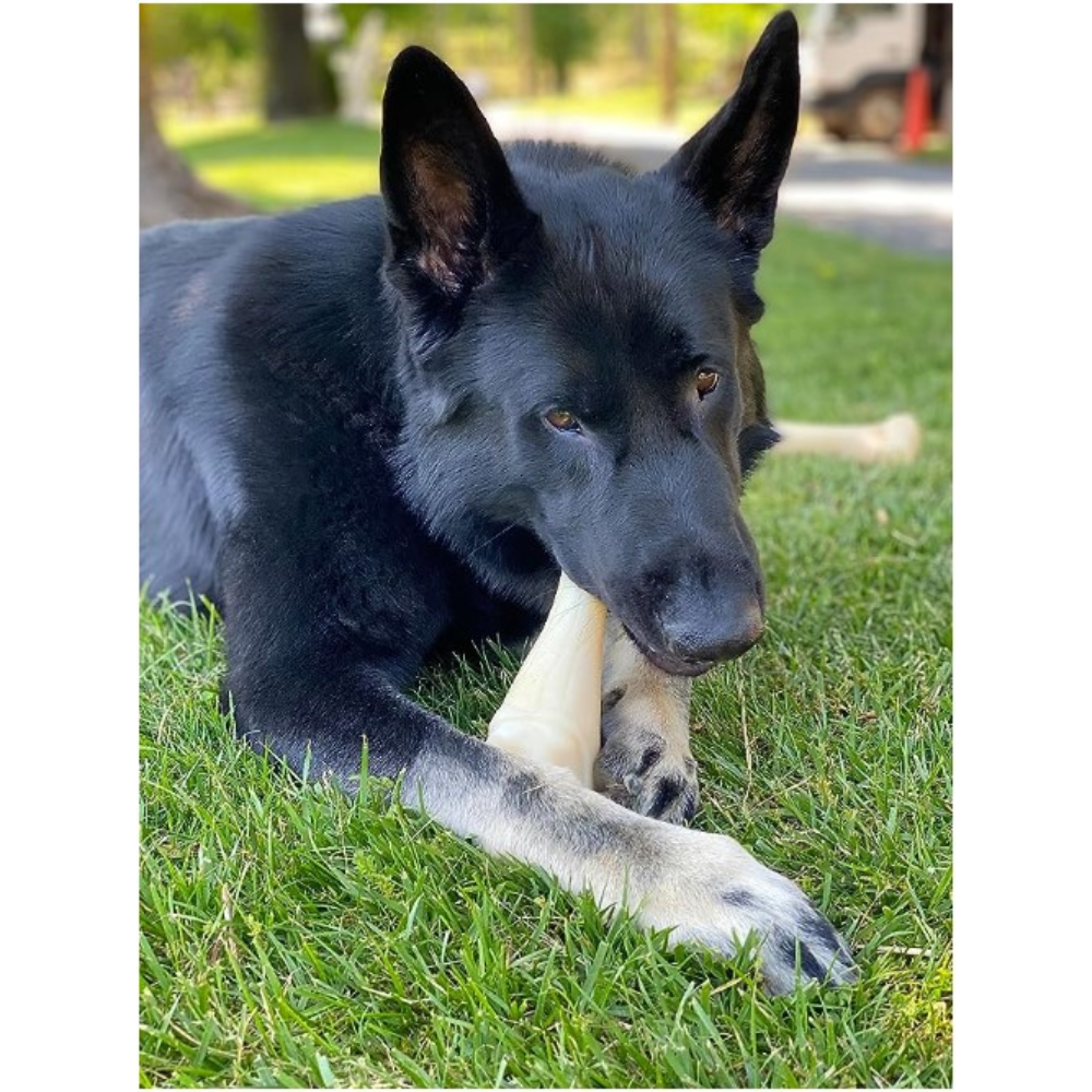 JUGUETE NYLABONE DURACHEW BIG CHEW PIERNA DE PAVO ORIG