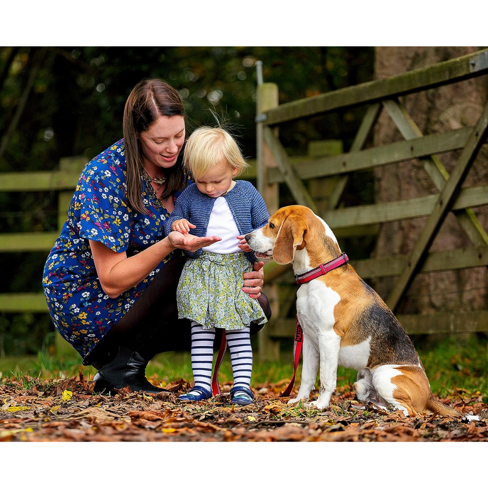 HALTI Collar Morado (35cm -50cm)