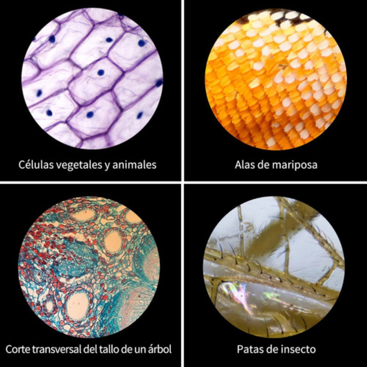 Microscopio Óptico Monocular 64x-2400x Blanco