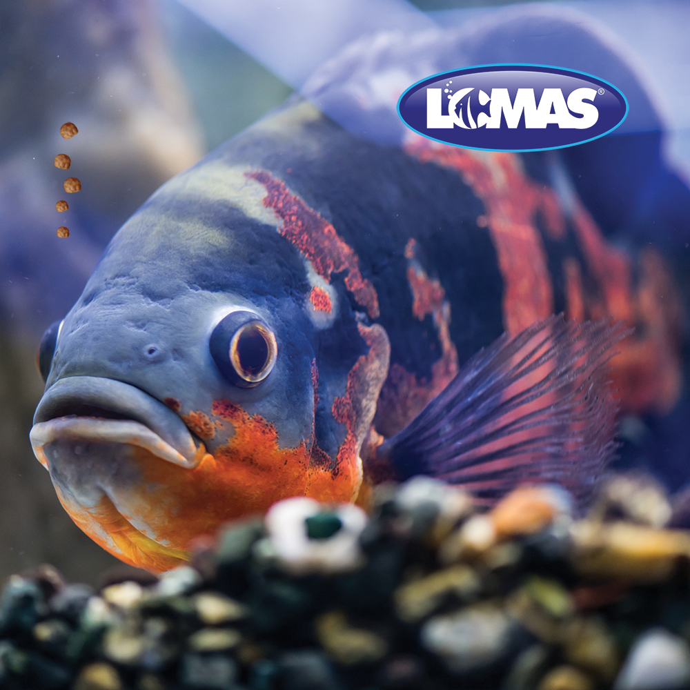 ALIMENTO PARA CICLIDOS MEDIANOS 90 GRS