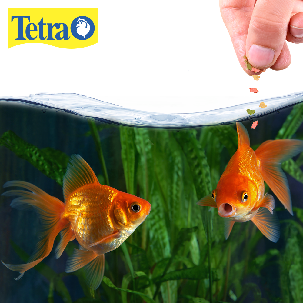 Tetra Tetrafin Alimento para Peces Goldfish Flakes Contiene 28 Gramos