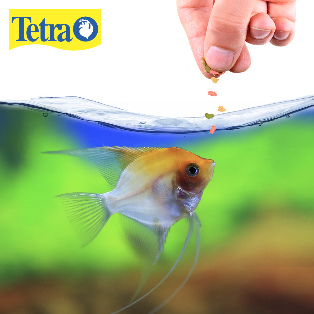 Tetra Alimento TetraColor Tropical para Peces con 28 Gramos