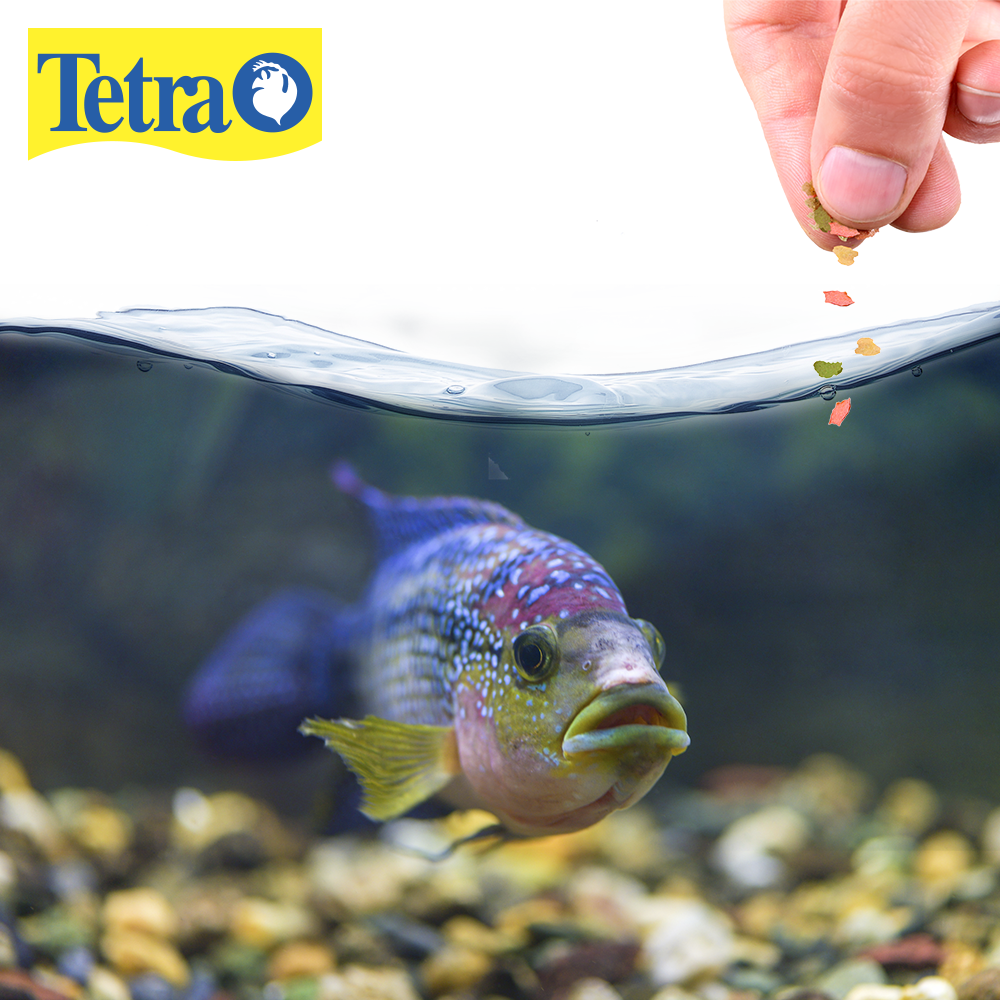 Tetra Tetramin 3 en 1 Alimento para Peces Comida Selecta con 68 Gramos