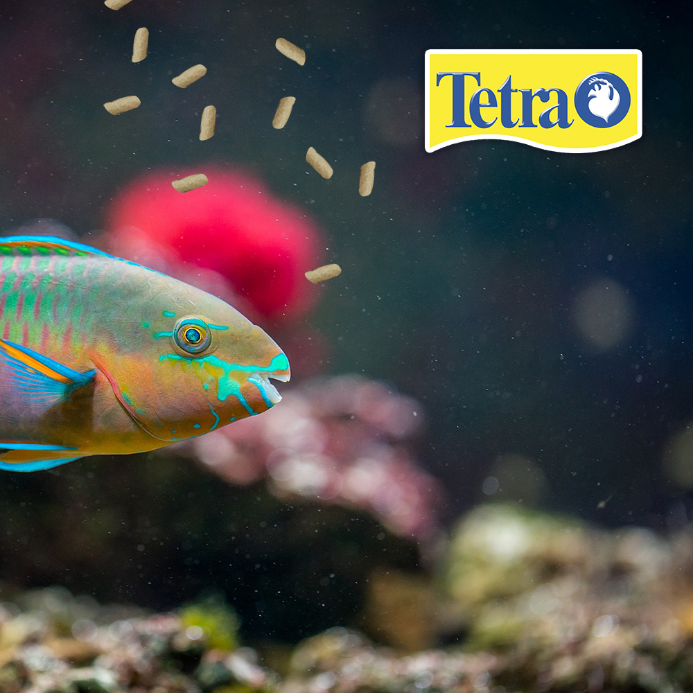Tetra Alimento Tetrapond Sicks para Peces Koi y Goldfish con 1.68 Kilos