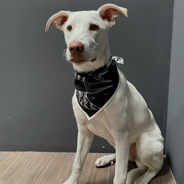 Mascada Perro Golondrinas 