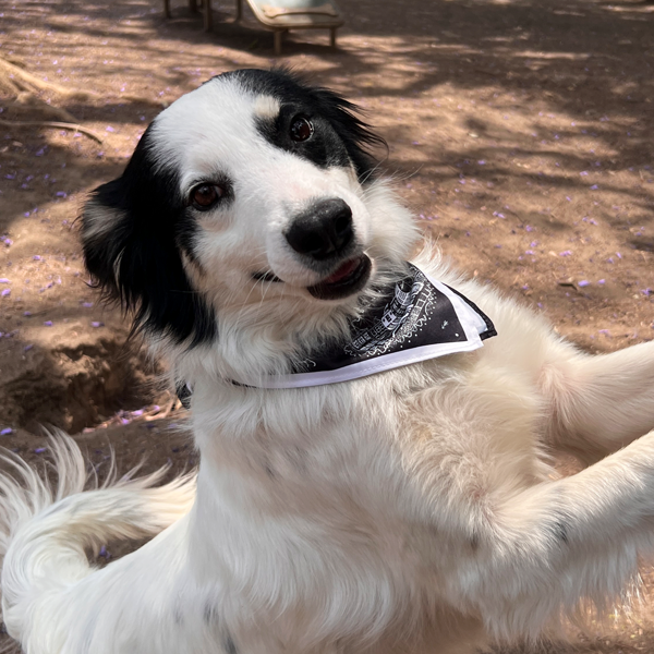 Mascada Perro Golondrinas 