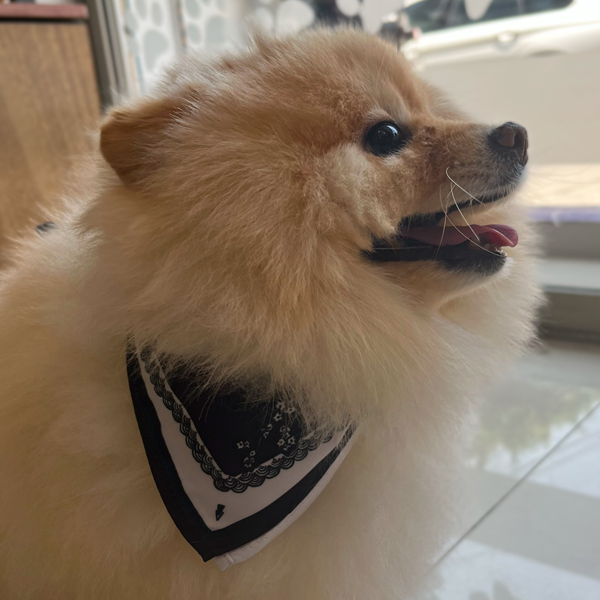 Mascada Perro Golondrinas 