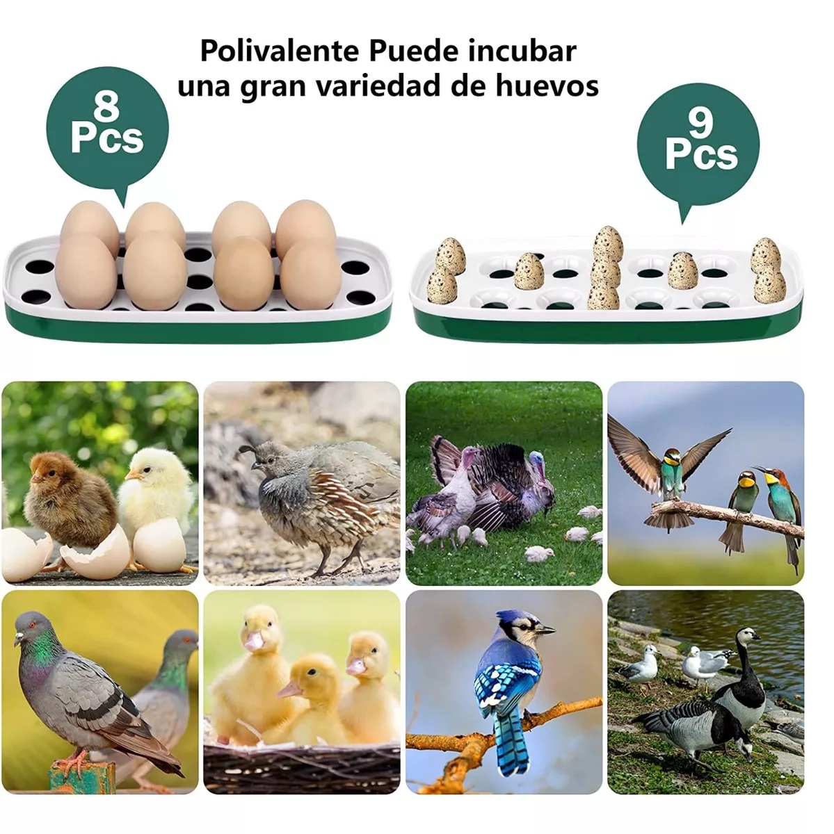 Incubadora De 8 Huevos Con Control Automático De Temperatura