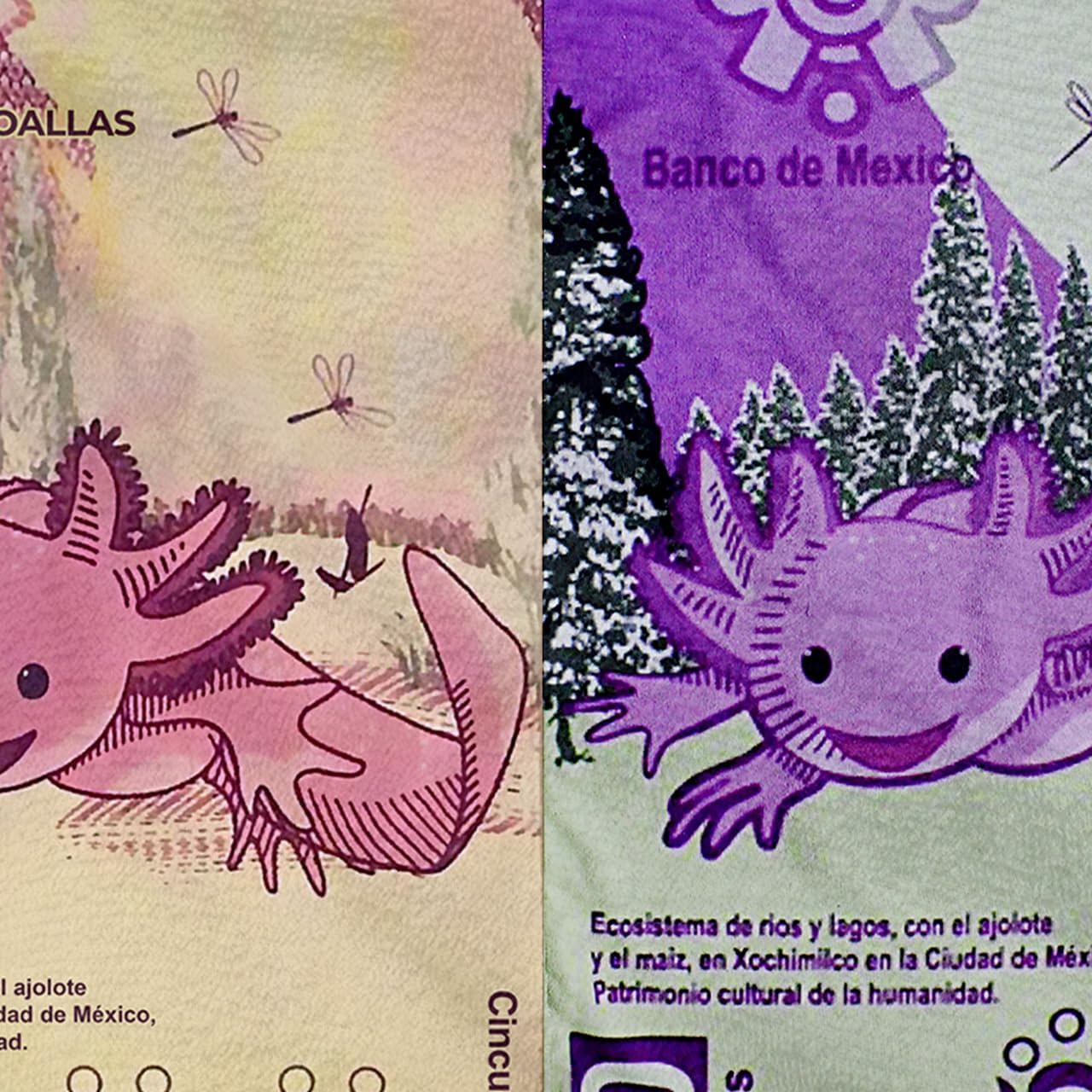 Set 2 Toallas De Baño Diseño Billete Mexicano Ajolote Microfibra de Poliéster