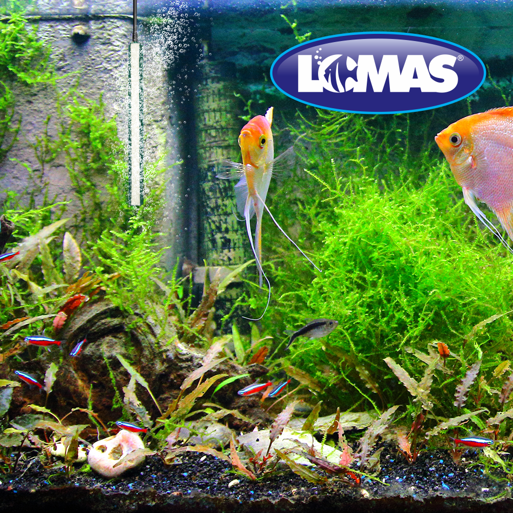 Lomas Piedra Difusora de Aire de 15 Centímetros para Peceras y/o Acuarios con 1 Pieza