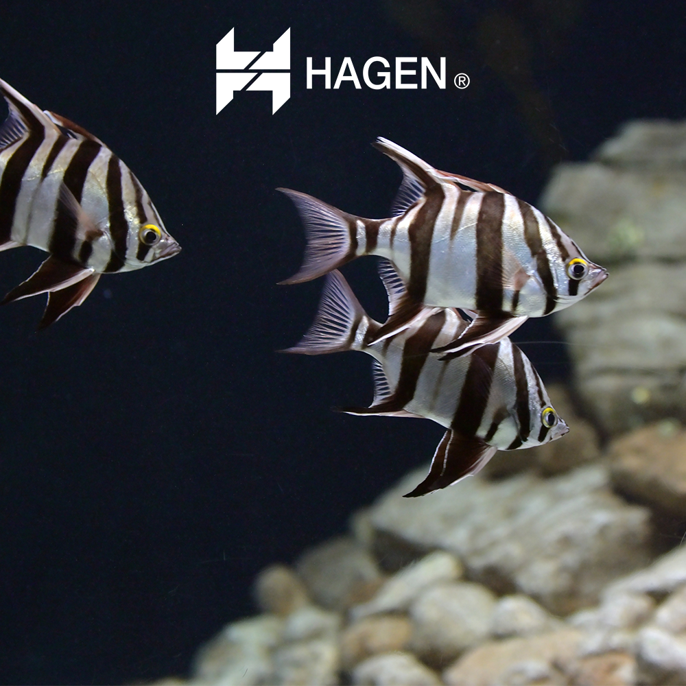 AQUACLEAR CARBON MINI 20 1 PZA