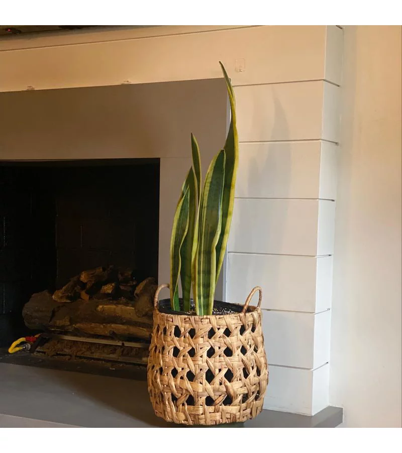 Cesta pequeña con patrón de caña decorativa natural tejida