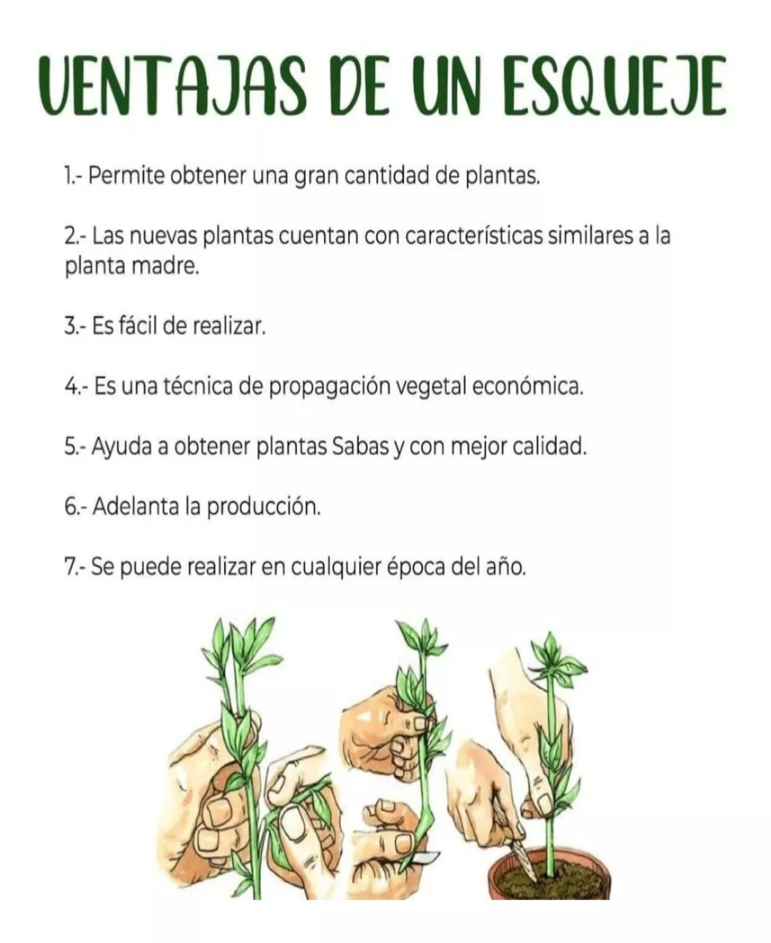 Radix 10000 Enraizador Esquejes Estacas 100 Gr