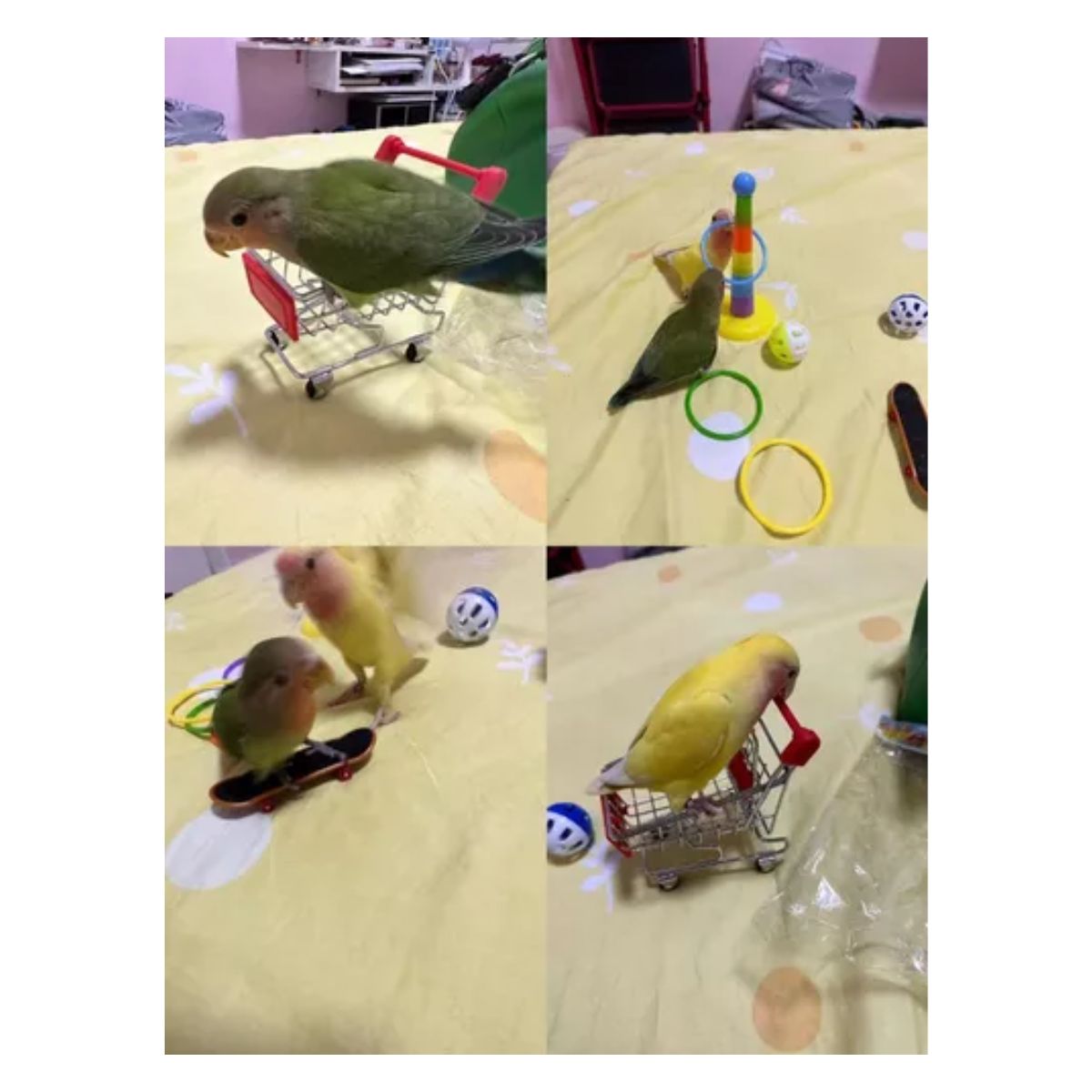 Juguete Para Aves Educativo Loro De Entrenamiento,7pcs 