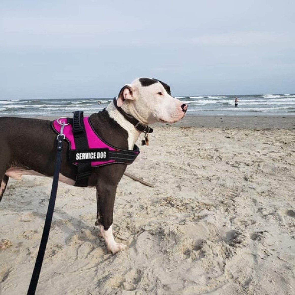 Arnés Pecheras De Entrenamiento Para Perros Talla L, Fiusha con Negro