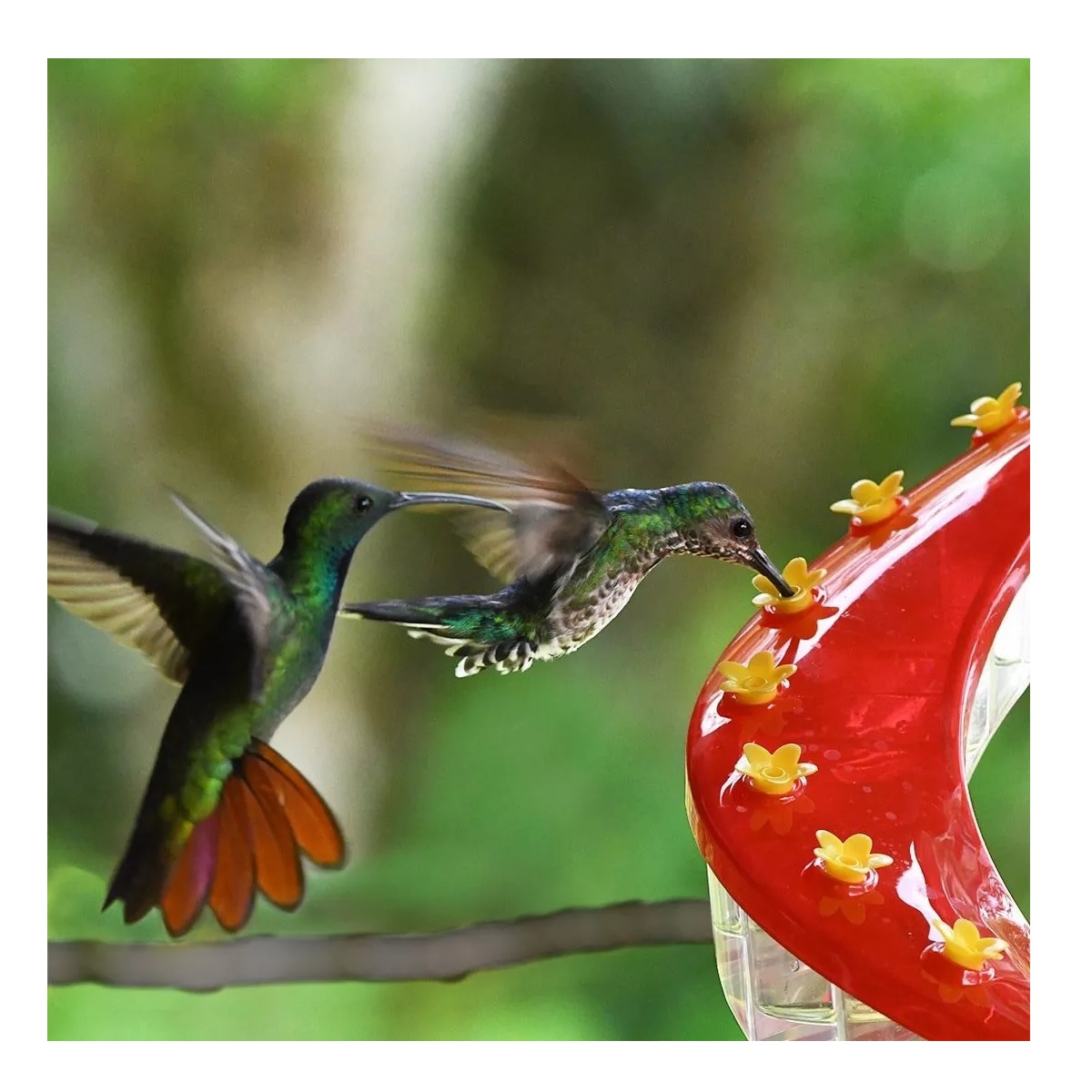Bebedero Comedero O Alimentador Colibrí