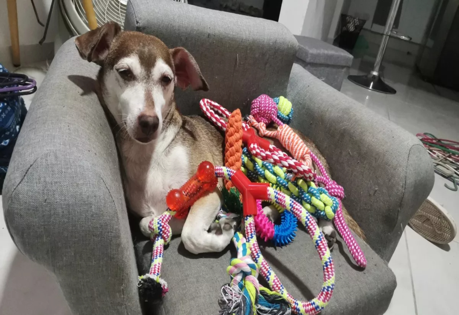 Juguetes De Morder De Cuerda Para Perros Y Cachorros 10 Pzs.