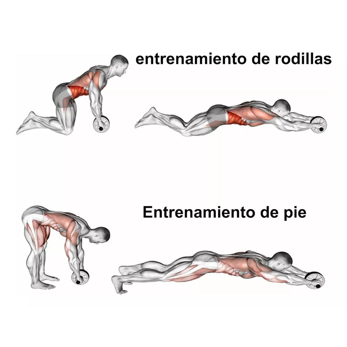 Rueda Abdominal Ejercicios De Abdominales Con Barra Kit - Main Image