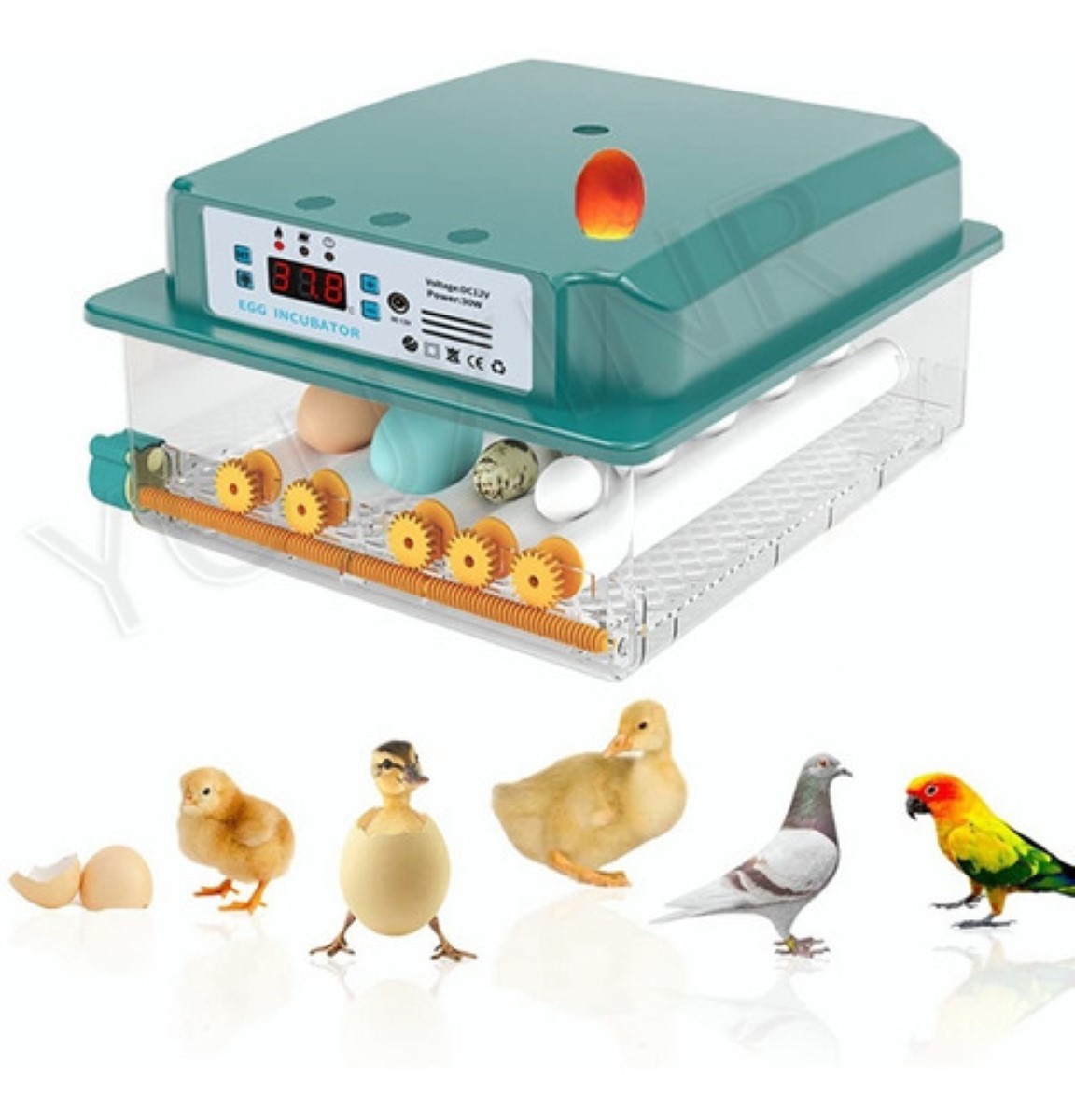 Incubadora Huevos Rollo Automática 16 Huevos Pollos Y Aves Verde