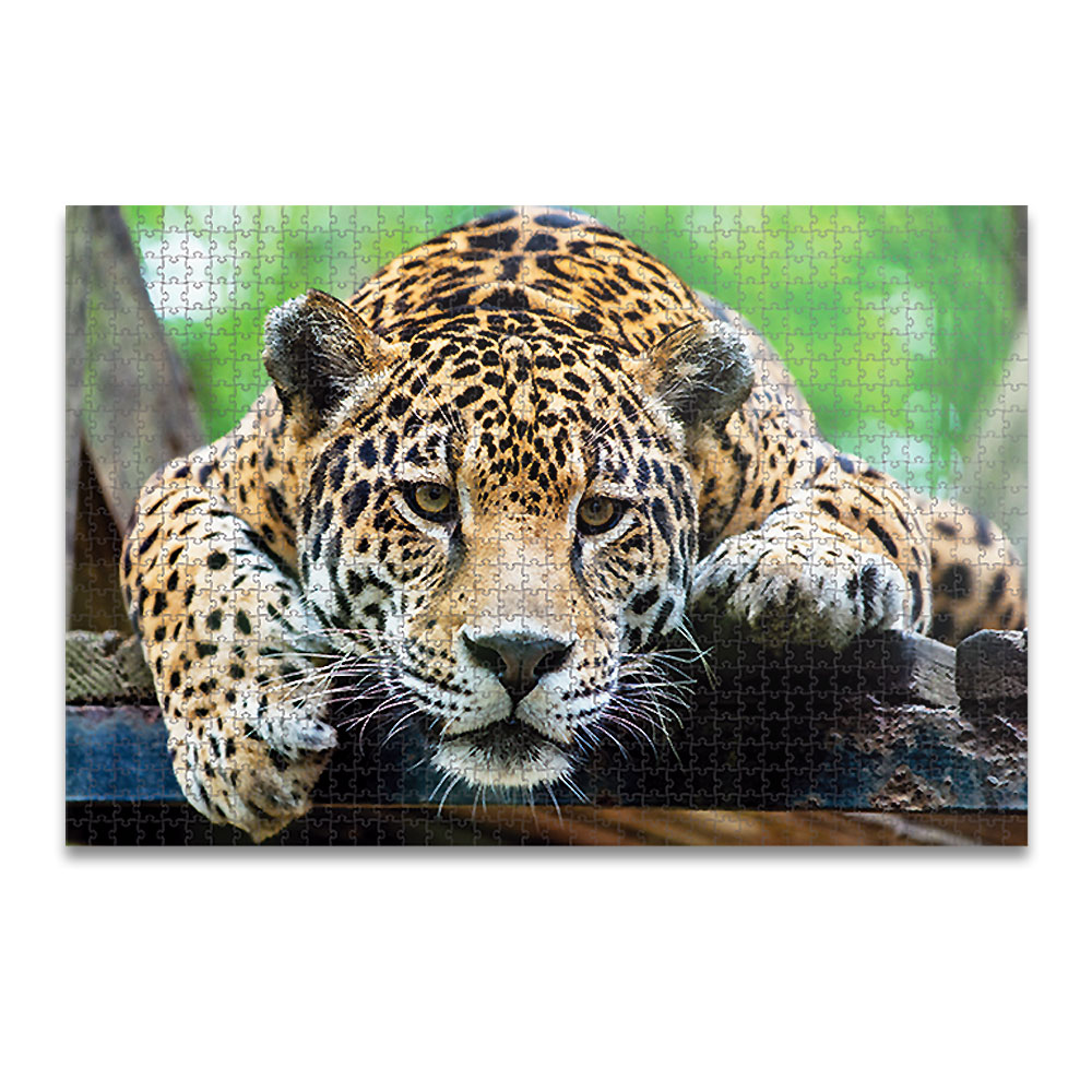 ROMPECABEZAS 1000PZAS CH JAGUAR KELVIN