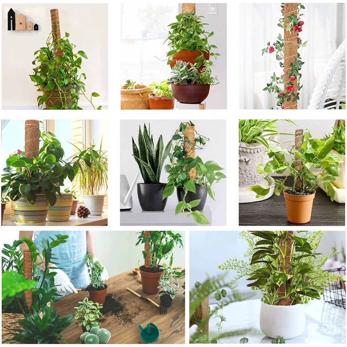 Set 42cm Suporte Tutor De Musgo Para Plantas 4 Pzs+accesorios