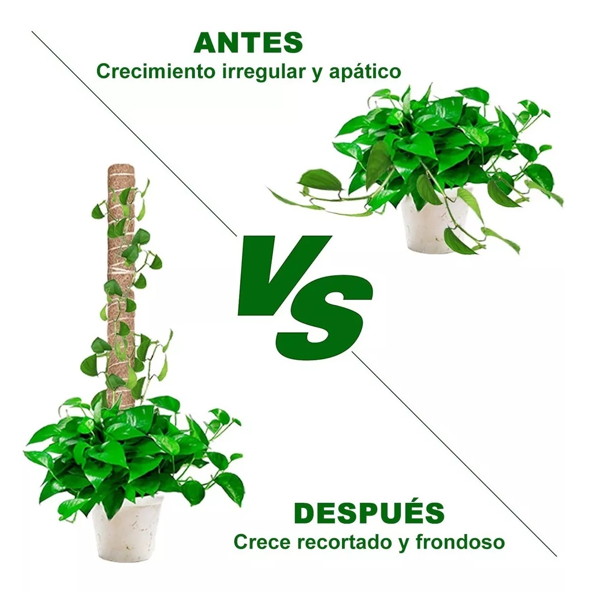 Set 42cm Suporte Tutor De Musgo Para Plantas 4 Pzs+accesorios