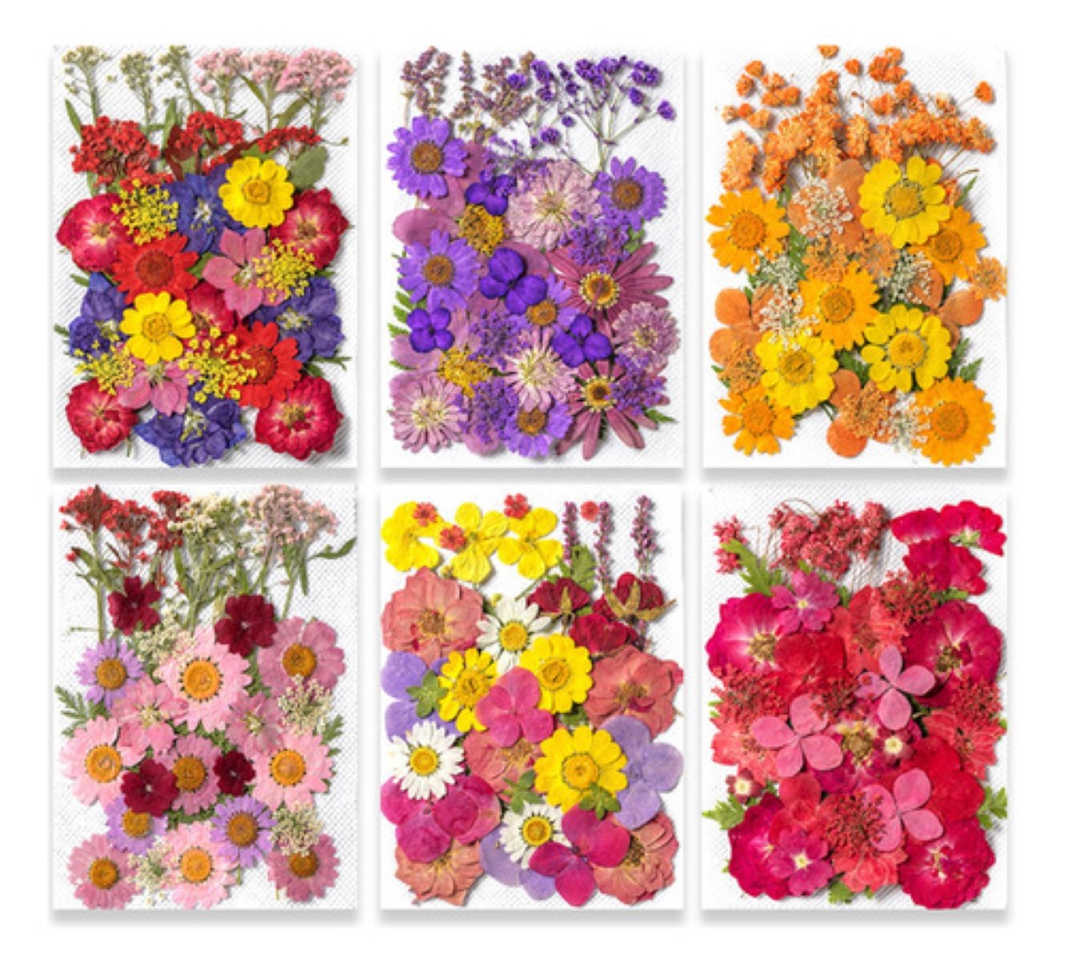 Paquete Flores Secas Naturales Prensadas Para Manualidades Modelo 1
