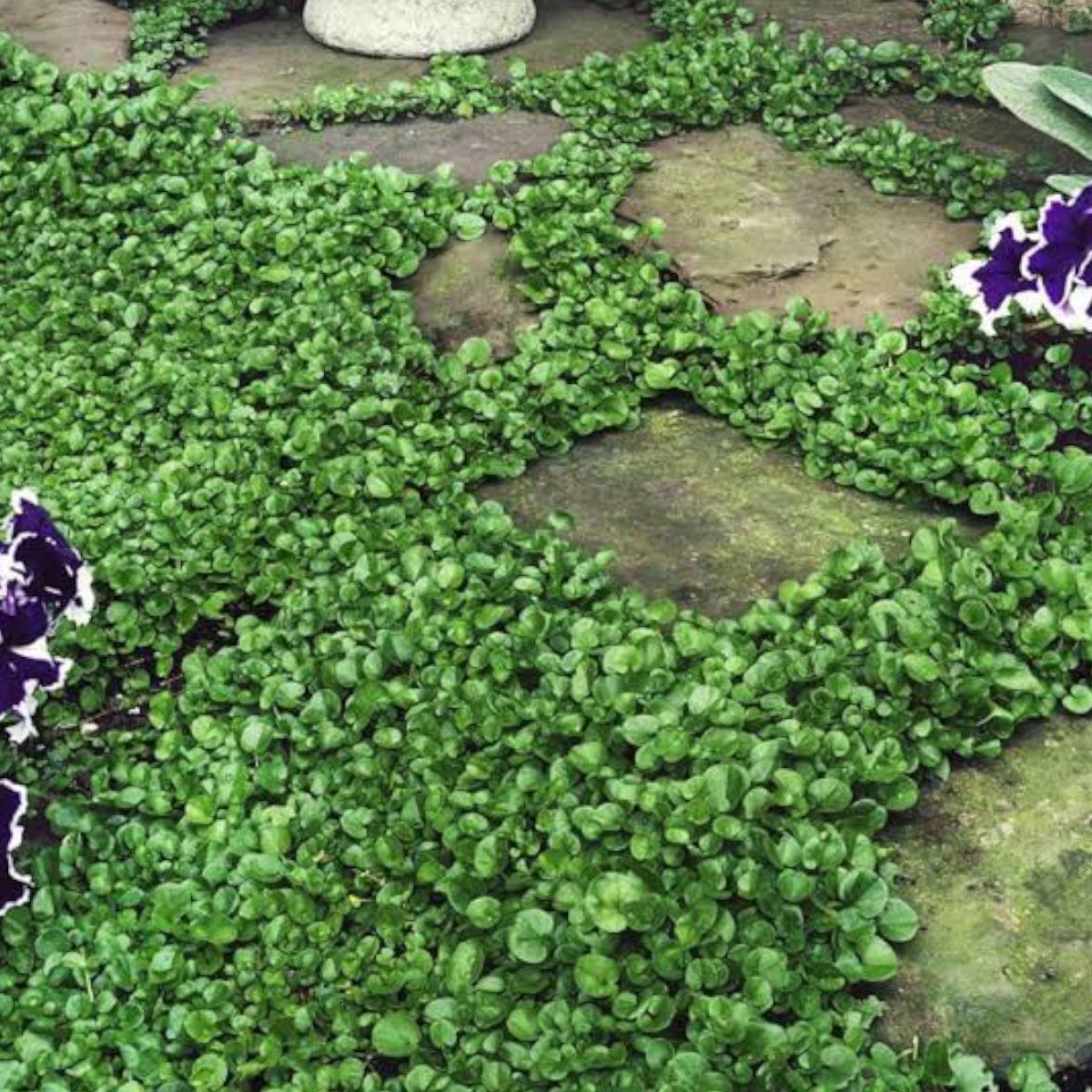 Semilla de Semilla Dichondra 500 grs 