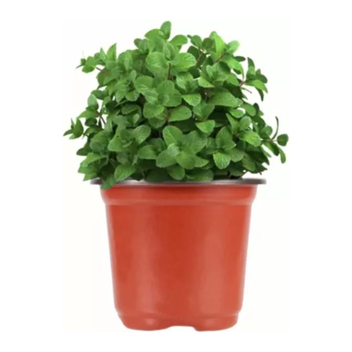 Macetitas 3 Pulgadas Terracota 100 Macetas Cactus NARANJA/NEGRO