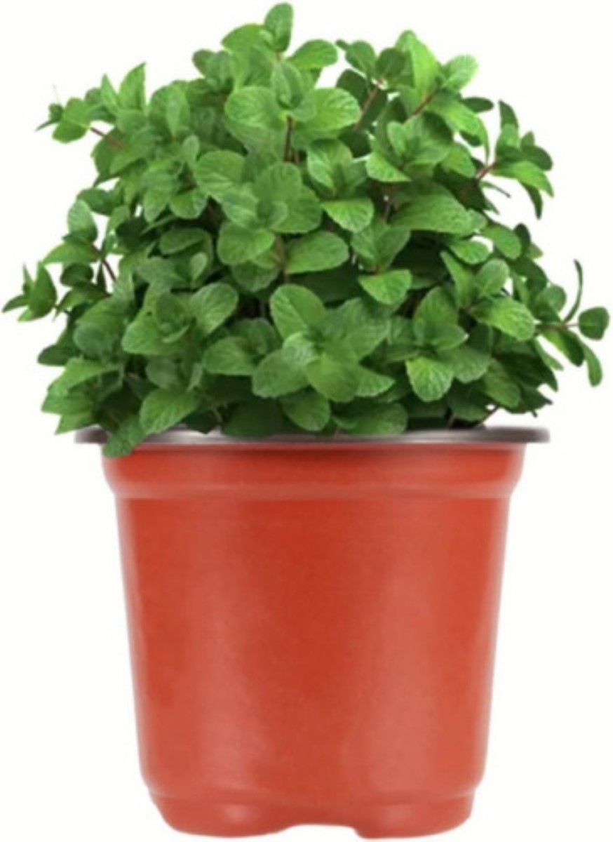 Macetitas 3 Pulgadas Terracota 100 Macetas Cactus NARANJA/NEGRO