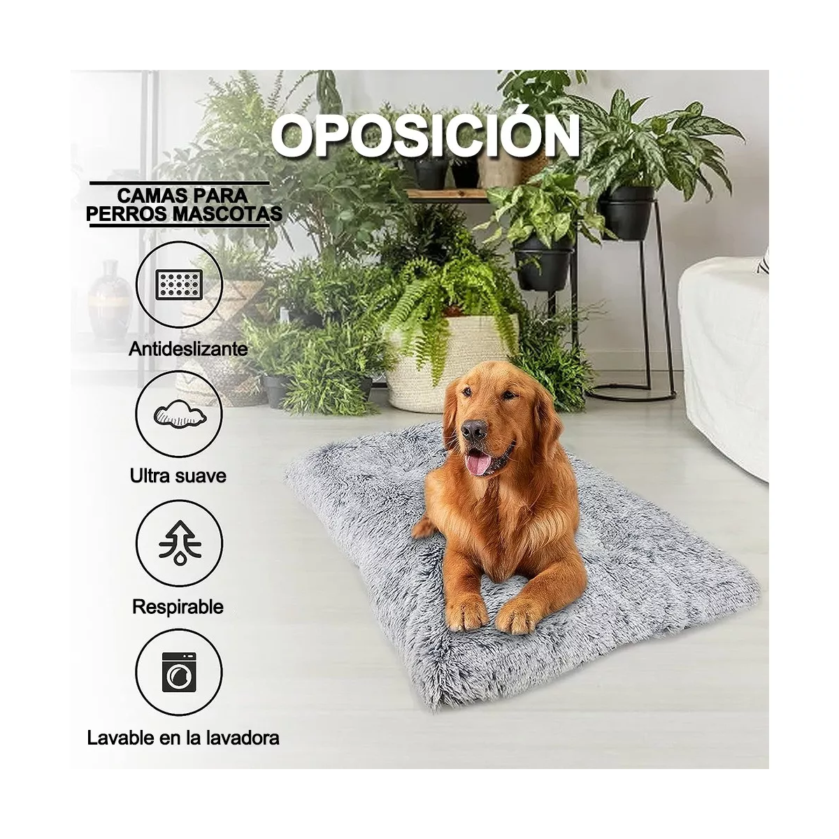 Los Perros Como Hacer Para Que Mi Perro No Se Orine En La Cama